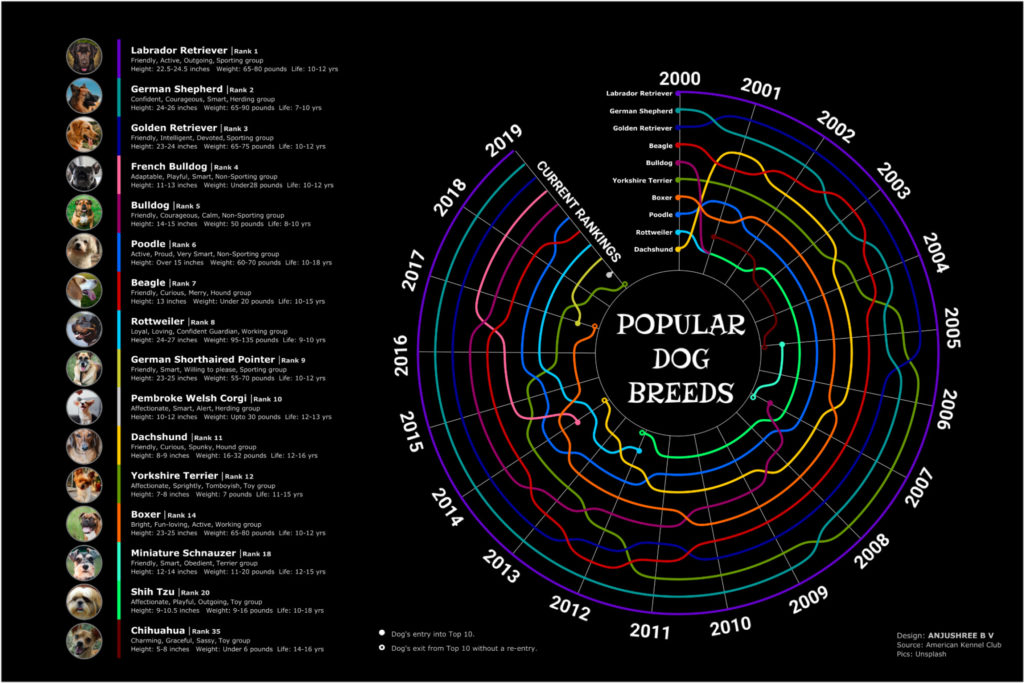 Popular dog breeds creative visualizations